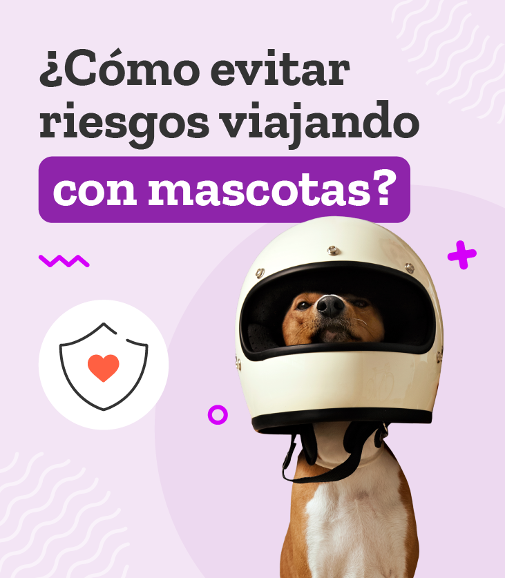 viajar con tu mascota